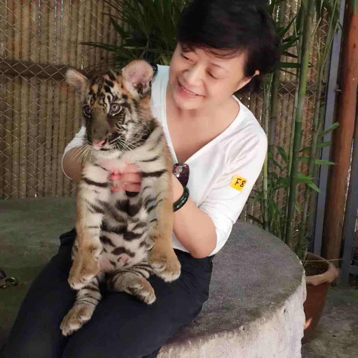 丹顶鹤，